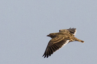 Melanocorypha calandra